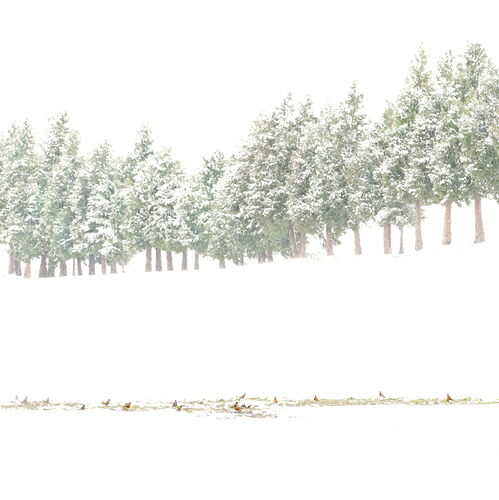Snow Birds