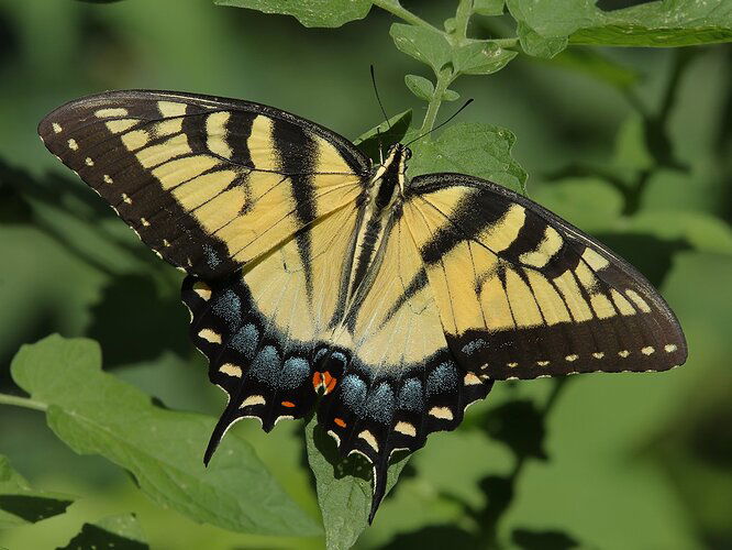 Tiger Swallowtail Butterfly 2