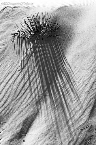 Prelude-BW-2385A77II-25.jpg