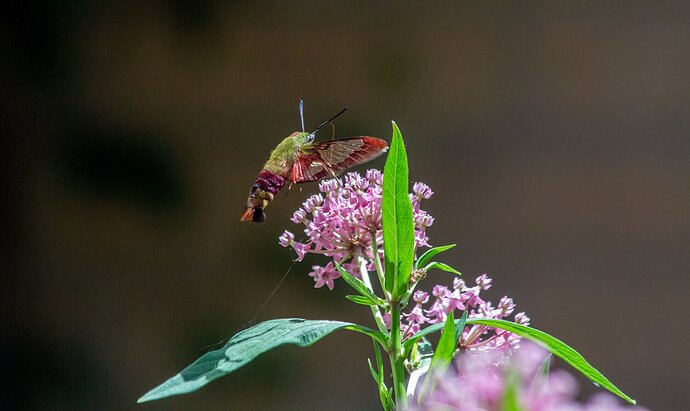 Hummingbird Clearwing Moth