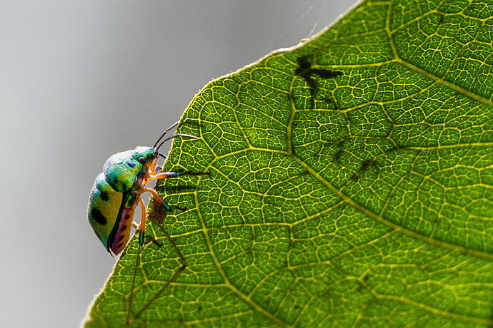 Beetle1.jpg
