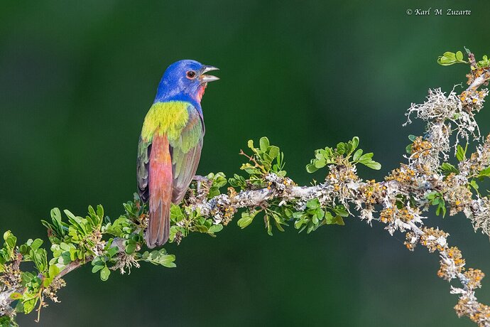Painted Bunting