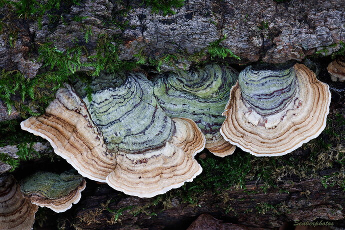 Original - Turkey Tail mushrooms.jpg