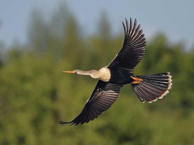 Anhinga, female