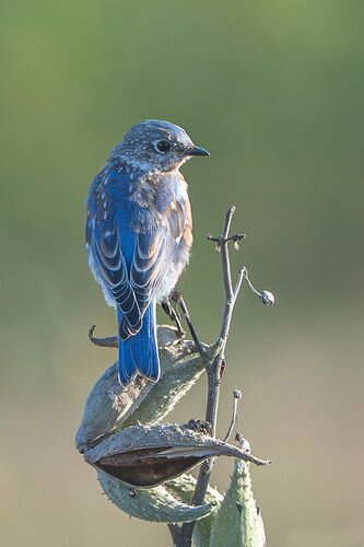 Bluebird Morning NPN.jpg