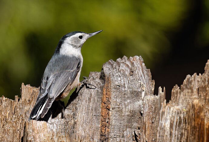 White breasted nuthatch