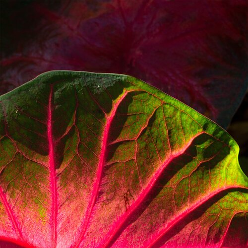 leaf-071320_0065