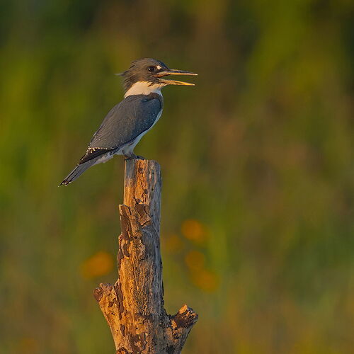 Belted Kingfisher 75.jpg