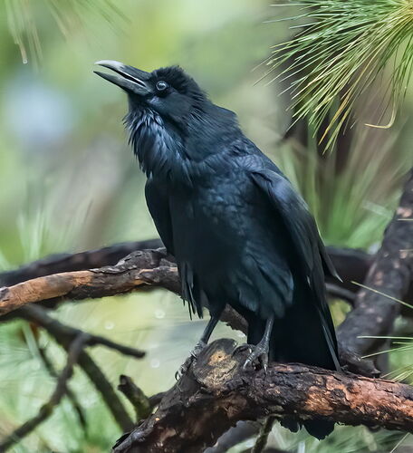 RAVEN.jpg