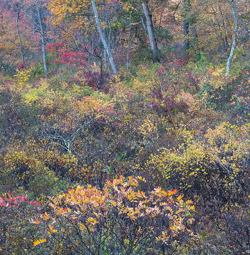 Red Toad Road stack copy.jpg