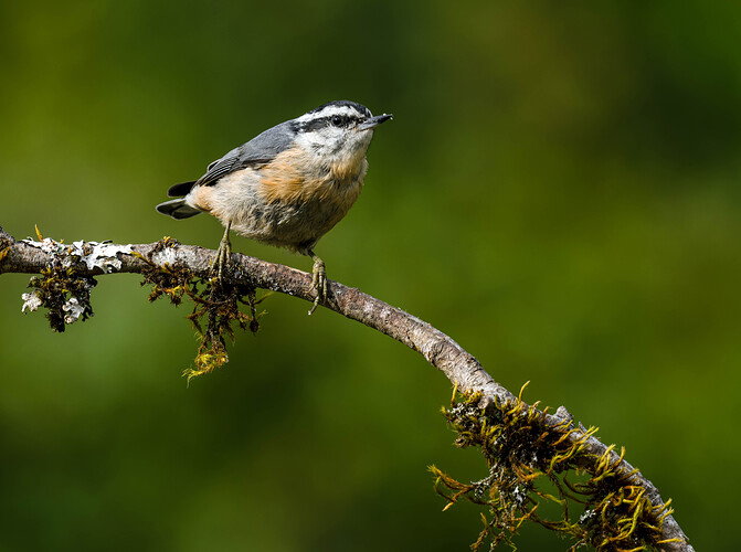 A nuthatch