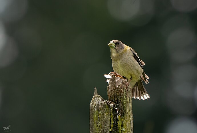 -20200517-_SNY1494-Evening Grosbeak-Edit