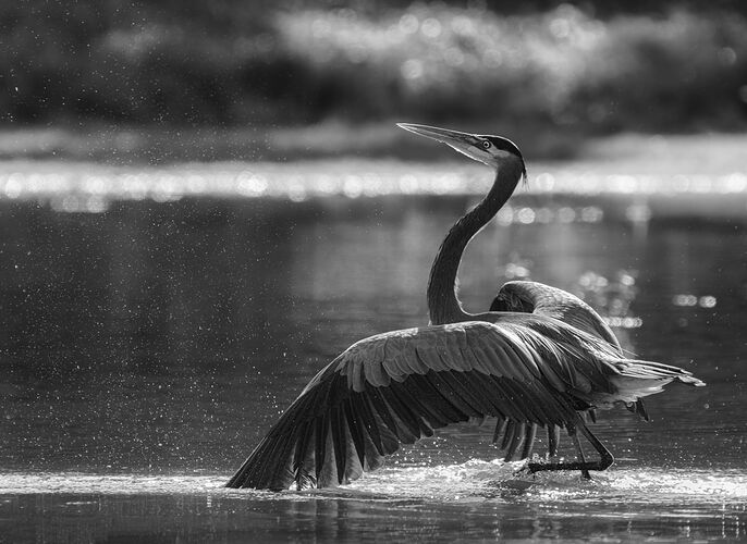 -20240223-_A1_5749-Costa Rica-ARW-Edit-Edit.jpg