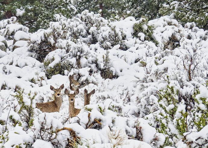 Original - Spring Snowfall Bishop Creek Canyon.jpg
