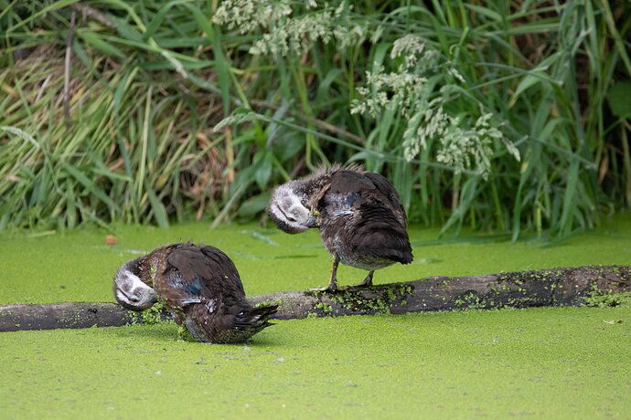 Young Wood Ducks-9895