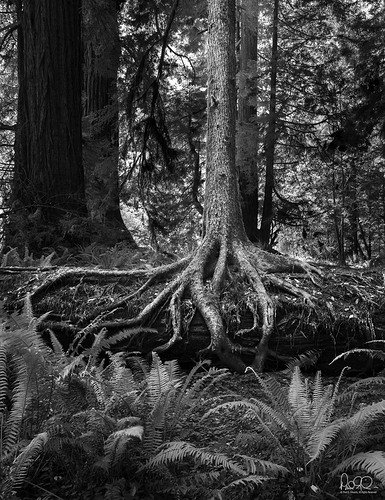 Ancient_grove_2198.jpg