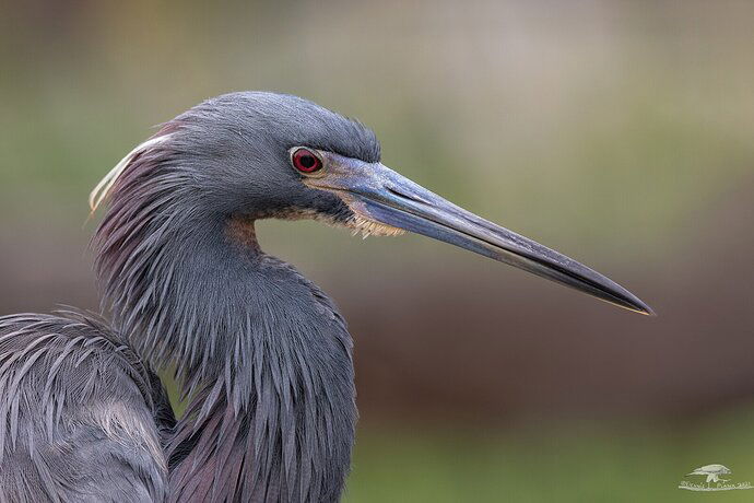 Tri-color Heron