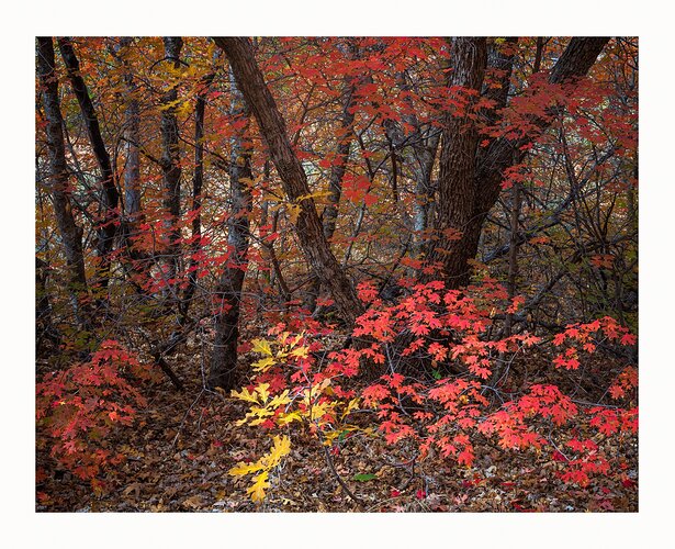 Crimson and Gold