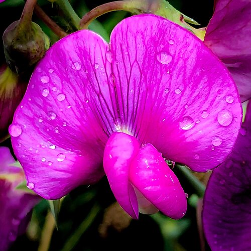 Garden Sweet Pea I