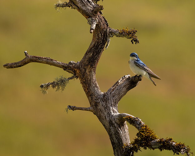 Tree Swallow 2-NPN