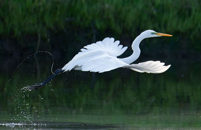 DSC_2318_1_DxO