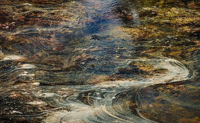 Pond scum c.jpg