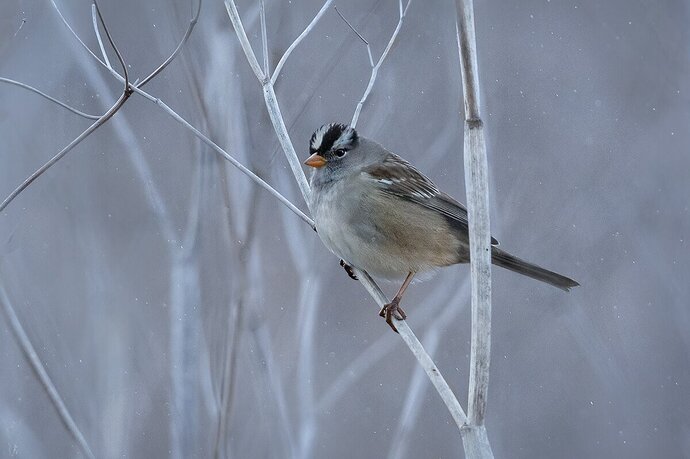 White-crowned Sparrow