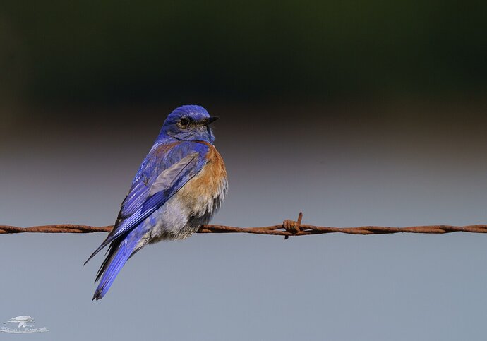 Precarious Perch