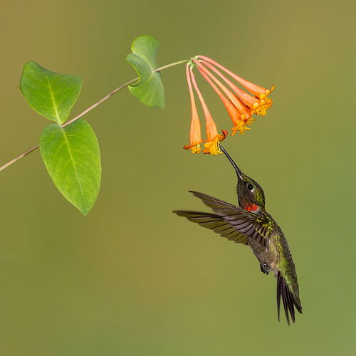 Ruby-throated Hummingbird 107.jpg