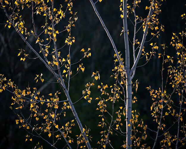 20210502-Highbanks Ridge-025-Edit-web1500x1200_U_100-2