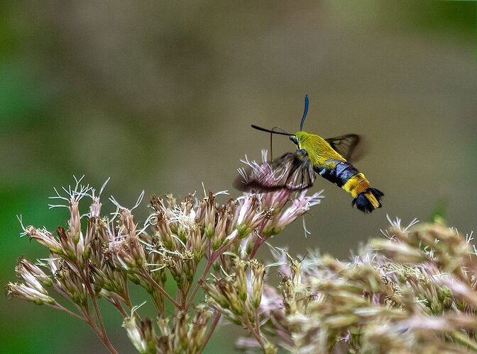 Hummingbird Clearwing Moth