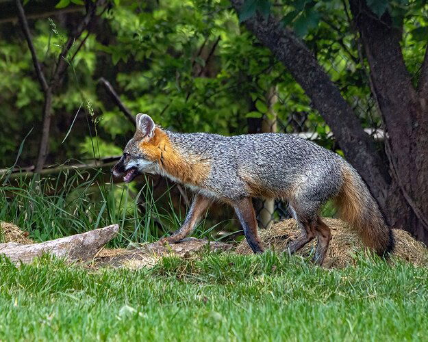 Gray Fox