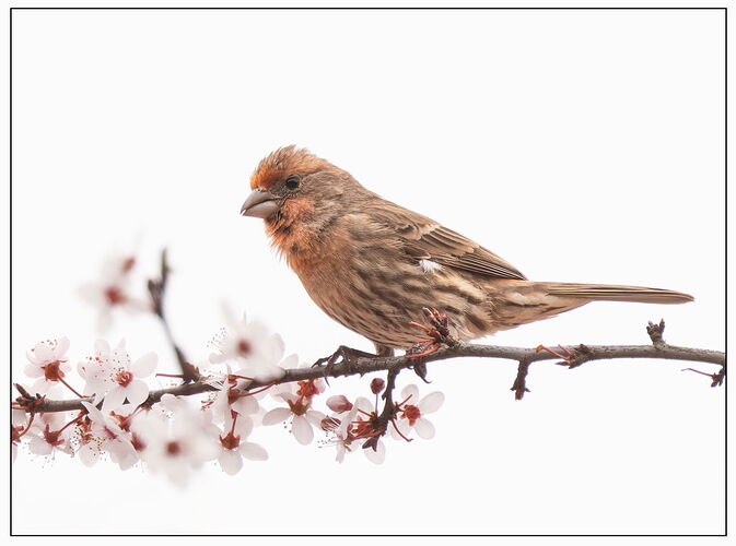 House Finch-NPN2