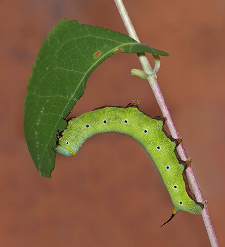 Revision 1 - Hummingbird Moth Caterpillar 9 - less contrast.jpg
