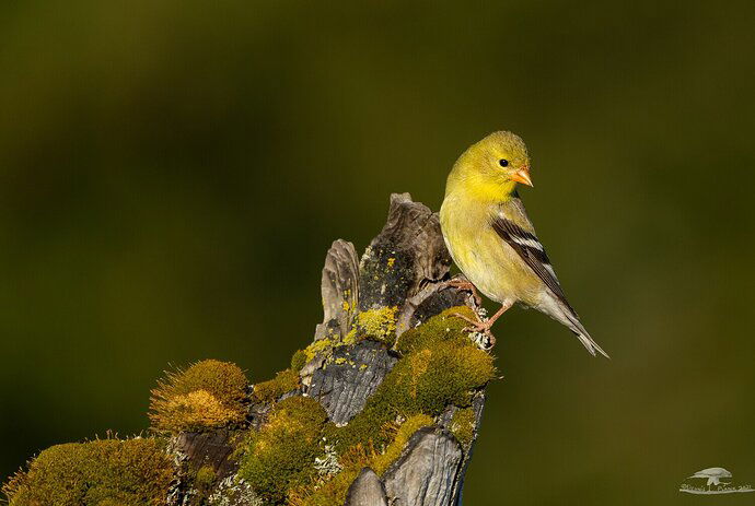 Female American Goldfinch