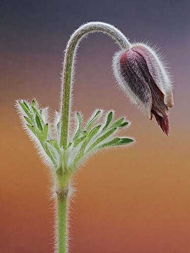 Korean-Pasque-Flower.jpg