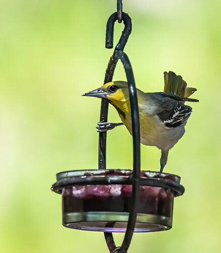 Original - JELLYORIOLE.jpg