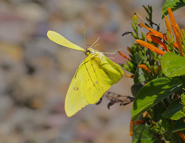 Cloudless Sulphur Print Crop.jpg