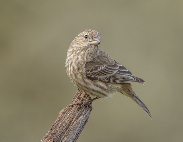 House Finch