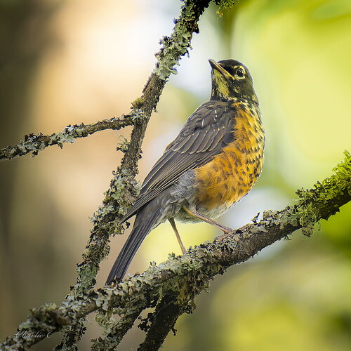 Robin2