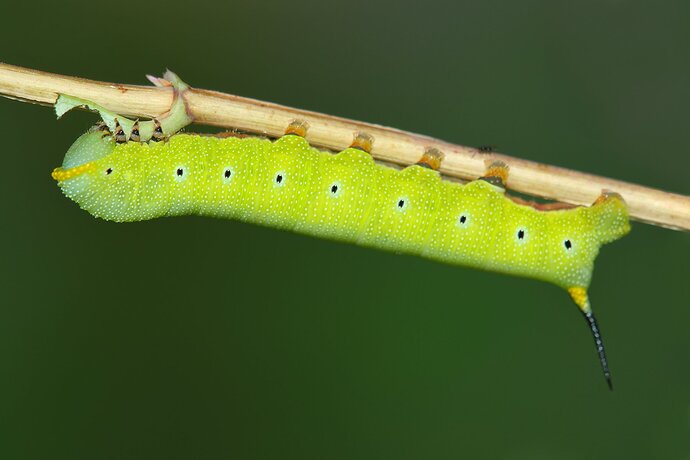 Snowberry Clearwing Caterpillar - NPN