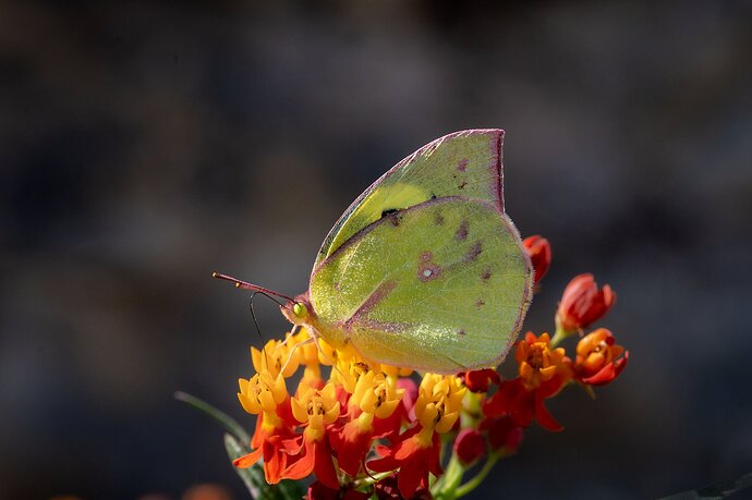 coluded-sulphur-DSC_5466-3