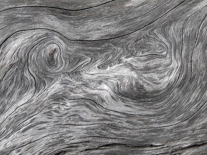 tree-texture 5 copy.jpg