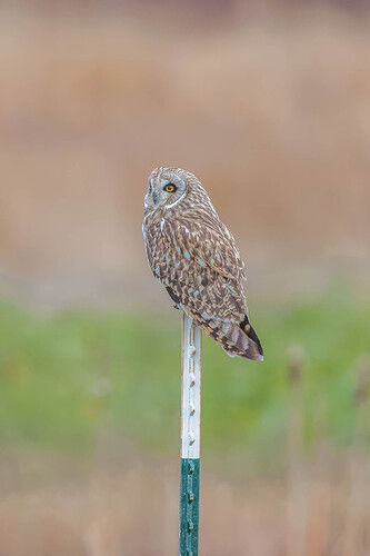 20250113-0533-NEF-DxO_DeepPRIME XD2