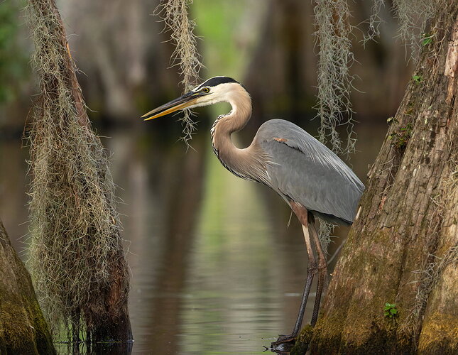 Great Blue Heron 59.jpg