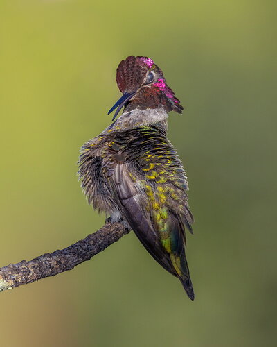 _49A5300-Edit.jpg