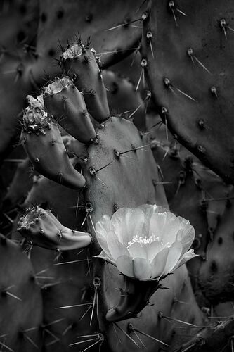 Prickly pear c.jpg