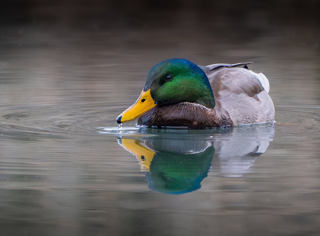 Handsome Drake + Rework - Image Critiques - Nature Photographers Network