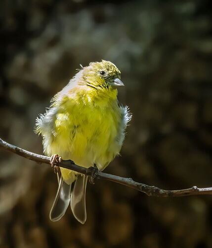 GOLDFINCH.jpg