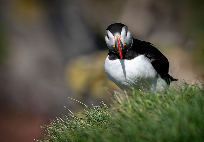puffin-head-on--_DxO-Edit-copy copy456.jpg